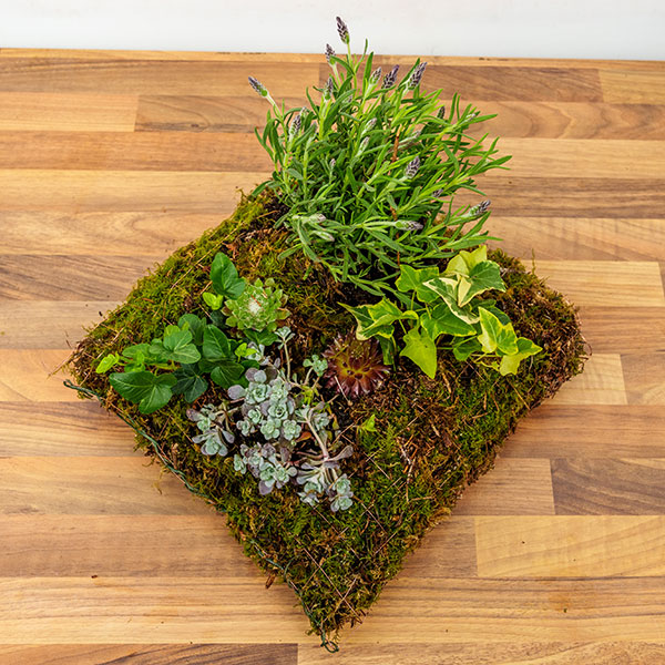 Eco Planted Cushion Design