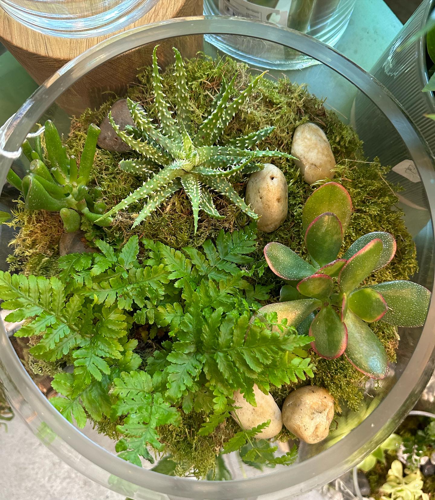 Terrarium Masterclass - Mixed Design